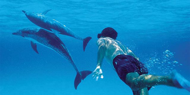 natação com golfinhos